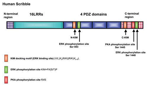 Figure 1 Schematic diagram showing the human Scribble protein. The major functional domains on Scribble are shown including the Leucine Rich Repeats (LRRS) and the 4 PDZ domains. Also shown are the N and C terminal KIM sites and their corresponding phospho-acceptor sites (S853 and S1448), together with the location of the PKA phospho-acceptor site (S1445).