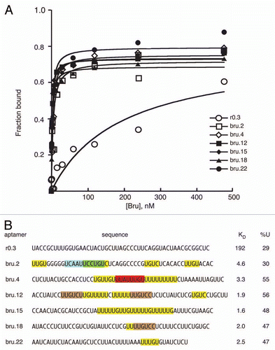 Figure 2 Bru binding to Anti-Bru aptamers. (A) Results of filter binding assays with recombinant Bru (0.9–477 nM) and anti-Bru aptamers. (B) Aptamer sequences (excluding the sequences from the cloning vector that are common to all) are shown, with KD values obtained from the data of part A. Motifs identified from the in vitro selections are shaded. The predominant UUGUCY motif from the Bru selection is shaded brown, with only perfect copies indicated. All of the anti-Bru aptamers have at least one copy of a singly-mismatched version of the motif (these are not shaded), while the control RNA obtained from the pool prior to selection (r0.3) has none. Examples of the motifs from the RRM3+ selection that also appeared in the Bru selection are shaded in green and red. Instances of the 5 tetranucleotides that appear most frequently in the anti-Bru aptamers (UUGU, UUUU, UGUC, UUUG and UGUU; Sup. Table 4) are shaded in yellow (except where the sequences are within another shaded region). The proportion of U, which is highly enriched in the Bru selection, is given for each RNA.