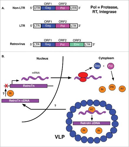 Figure 5. Retrotransposons and the LTR retrotransposition mechanism. (A) Non-LTR transposons encode both Gag and Pol, but are not flanked by LTRs. LTR retrotransposons contain gag and pol genes surrounded by LTRs. In addition to gag and pol genes, retroviruses encode an env gene. (B) Gag and pol of retrotransposon mRNAs are first translated into a polyprotein. The protease (PR) of the Pol cleaves the peptide into integrase (IN) and reverse transcriptase (RT) enzymes. The RT, retrotransposon and IN are then packaged into virus-like particles (VLPs) for import into the nucleus where retrotransposon cDNA is integrated into the genome (red X). The mechanisms by which VLP contents are localized to the nucleus and retrotransposon cDNA is integrated into the target site are unknown (?).