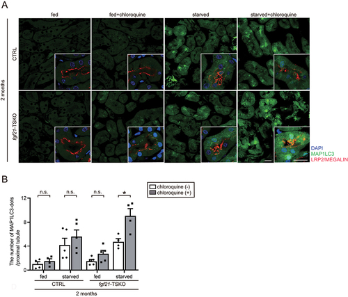 Figure 2. Autophagic flux is increased by FGF21 deficiency in PTECs of young mice. (A and B) in vivo evaluation of the autophagic flux in PTECs of young mice. (A) Representative fluorescent images of the kidney cortical regions of young CTRL;GFP-MAP1LC3B and fgf21F/F-TSKO;GFP-MAP1LC3B mice that were either fed or subjected to 24 hours of starvation, with or without chloroquine administration (n = 4 to 5). Kidney sections were immunostained for LRP2/MEGALIN, a marker of proximal tubules (red), and counterstained with DAPI (blue). Magnified images are presented in the insets. Bars: 20 m. (B) the number of GFP-positive puncta per proximal tubule under each condition was counted in at least 10 high-power fields (×600). Data are provided as means ± SE. Statistically significant differences (*P < 0.05) are indicated.