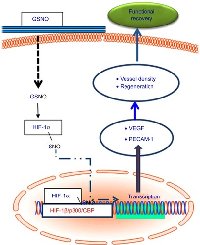 Figure 7 Schematic showing GSNO-mediated events leading to neuroprotection and neurorepair as well as functional recovery.