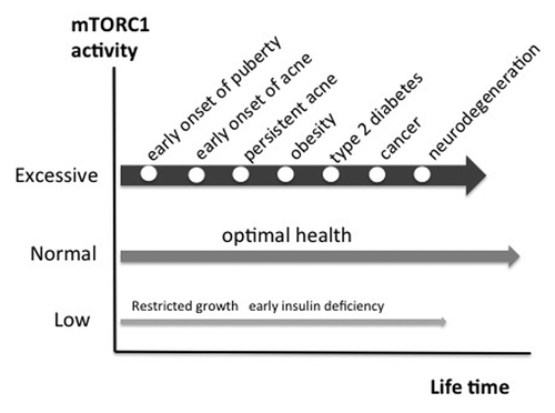 Figure 4. The march of mTORC1-driven diseases of civilization. Persistent over-activation of mTORC1 promotes chronic diseases of civilization. Epidemic acne is a visible indicator disease of excessive mTORC1 signaling increasing the risk for subsequent chronic diseases of civilization.