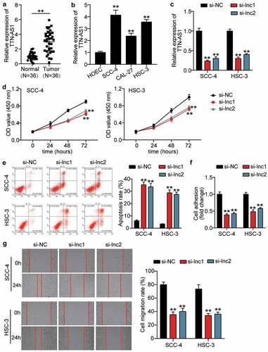 Figure 1. The effect of silenced TTN-AS1 on OSCC cells (a) The expression of TTN-AS1 in normal tissues and tumor tissues. Tumor, OSCC tissues. Normal, adjacent normal tissues. **P < 0.001. (b) The expression of TTN-AS1 in human oral epithelial cells (HOEC) and OSCC cells (SCC-4, CAL-27 and HSC-3). **P < 0.001 vs. HOEC. (c) The transfection efficiency of two siRNAs targeting TTN-AS1 in SCC-4 and HSC-3 cells. (d) Cell proliferation was detected using CCK8 assay in SCC-4 and HSC-3 cells transfected with si-lnc1 and si-lnc2. (e) Cell apoptosis was detected using flow cytometry in SCC-4 and HSC-3 cells transfected with si-lnc1 and si-lnc2. (f) The cell adhesion was detected using cell adhesion assay in SCC-4 and HSC-3 cells transfected with si-lnc1 and si-lnc2. (g) The migration rate was detected using wound healing assay in SCC-4 and HSC-3 cells transfected with si-lnc1 and si-lnc2. (c-g) si-lnc1 and si-lnc2 are two siRNAs of TTN-AS1. NC, negative control. **P < 0.001 vs. si-NC