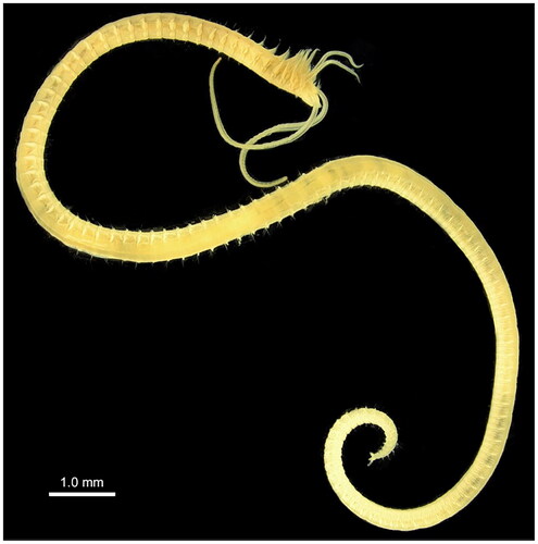 Figure 1. Image of Prionospio cf. japonica Okuda Citation1935 (sample collected from the Yellow Sea of Korea in January 2021; photo by Geon Hyeok Lee).