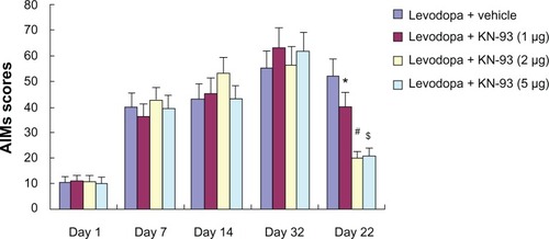 Figure 3 KN-93 treatment reduced levodopa-induced dyskinesia in PD rats. Intermittent levodopa treatment induced increased AIMs scores in PD rats. Intrastriatal KN-93 administration prior to levodopa treatment decreased AIMs scores in PD rats.