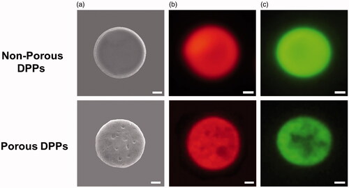 Figure 2. Morphology of porous and non-porous DPPs. (a) Scanning electron microscope (SEM) image of the porous and non-porous DPPs. Microscope image of the (b) rhodamine B-loaded DPPs and (c) curcumin-loaded DPPs. The scale bar equals 1 µm.