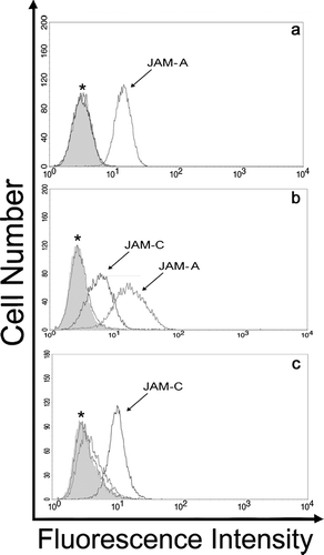 Figure 2 Analysis of JAM family expression on mouse fibroblast cell lines. Adherent cultures of L-cell (A), NIH 3T3 (B), and 3T3 L1 (C) fibroblast cell lines were suspended and incubated with anti-JAM polyclonal antibodies and preimmune serum. Cells were washed and binding of JAM specific antibodies was detected by incubation with Alexa-488 conjugated goat anti-rabbit (for JAM-B and JAM-C) and donkey anti-goat (for JAM-A) secondary antibodies followed by analysis using flow cytometry. Preimmune serum, filled histogram; *, overlay of histogram traces with preimmune for JAM-B and JAM-C (A), for JAM-B (B) and for JAM-A and JAM-B (C). Traces are representative of three experiments.