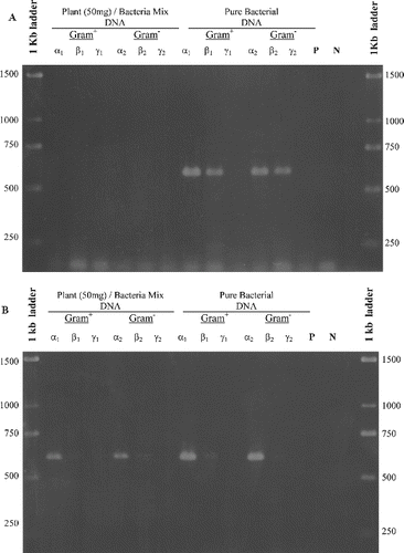 Figure 3. Detection of bacterial DNA in plant tissues, using the DΣβ pair of primers (Table 2) that amplify an approximately 620 bp fragment in the 16S rDNA gene of Gram-positive and Gram-negative bacteria present in Billbergia tissues. DNA extracts used as template for PCR amplification obtained by (A) Lawson's method for extraction of bacterial genomic DNA [Citation11] and (B) RapidPrep® Micro Genomic DNA Isolation Kit for cells and tissues. P is the control using pure plant DNA as a template and N is the negative control with no DNA template; α1, β1, γ1 and α2, β2, γ2 are different concentrations of bacterial cells used as inoculum (Table 3).