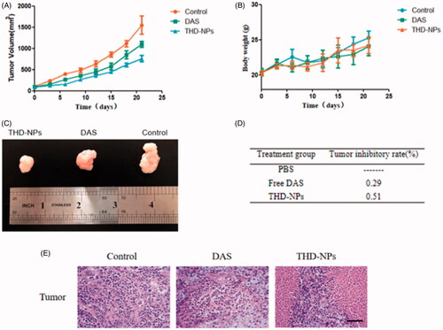 Figure 10. Evaluation of the anti-tumor effect of THD-NPs in vivo. (A) Tumor growth curve. Two weeks after inoculation with HNE1 cells, nude mice were injected intraperitoneally with equal amounts of saline, free DAS, and THD-NPs (5 mg/kg, calculated as DAS concentration), record the tumor weight and mouse body weight every 2 days during the administration period (B). (C) The tumor morphology of the mice in each group after the administration. (D) The tumor growth inhibition rate. The data are represented as the mean ± SD (n = 3). (E) H&E staining of the tumors after free DAS and THD-NPs treatment versus control. Scale bar = 50 μm.