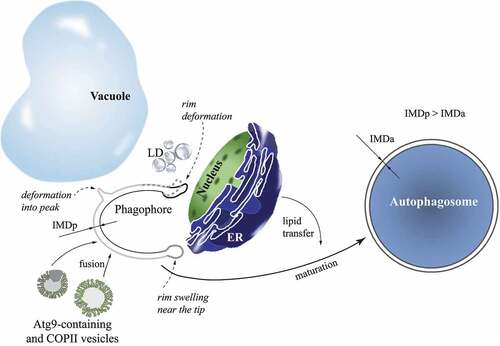 Figure 1. Shaping and transitions of ultrastructures revealed by cryo-ET during autophagosome biogenesis. Cellular organelles contact the phagophore at different sites. The vacuole interacts predominantly with the side and back of the phagophore, and often deforms the phagophore membrane into a peak (light gray line). Lipid droplets (LD; gray spheres) interact with the side and rim of the phagophore, and cause deformations of the rim (dashed gray line). The nuclear envelope contacts exclusively the rim of the phagophore, and strongly deforms it (thick black line). The endoplasmic reticulum (ER) makes preferred contacts with the phagophore rim that is free of any deformations by the ER membrane (dark gray line). Atg9 and COPII vesicles do not have a preferred interaction site on the phagophore. The highly curved rim at the opening of the phagophore is typically swollen near the tip (dark gray line). Atg9-containing and COPII vesicles contribute their lipid membrane and lumen when they fuse with the growing phagophore. A high membrane area:lumen volume ratio for the spherical autophagosome is proposed to be a result of direct lipid transfer from the ER in a later stage of phagophore expansion. The maturing phagophore is thinning; the intermembrane distance in the phagophore (IMDp) is larger than that in the autophagosome (IMDa).