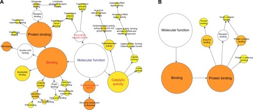 Figure 1 Molecular functions of regulated genes in lung tissues of rats with COPD and BJF-treated rats.