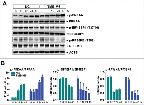 Figure 2. TMBIM6-induced autophagy is associated with inhibition of the MTORC1 pathway and activation of PRKAA in CsA-treated HK-2 cells. (A) Both NC and TMBIM6 cells were treated with 20 μM CsA for 0, 6, 12, 24, or 48 h. Western blotting was performed with p-PRKAA, PRKAA, p- EIF4EBP1, EIF4EBP1, p-RPS6KB, RPS6KB, and ACTB antibodies. (B) Densitometric quantification of selected western blot bands. #, P < 0.05 vs. NC cells for each period. Images shown are representative of 3 independent experiments.