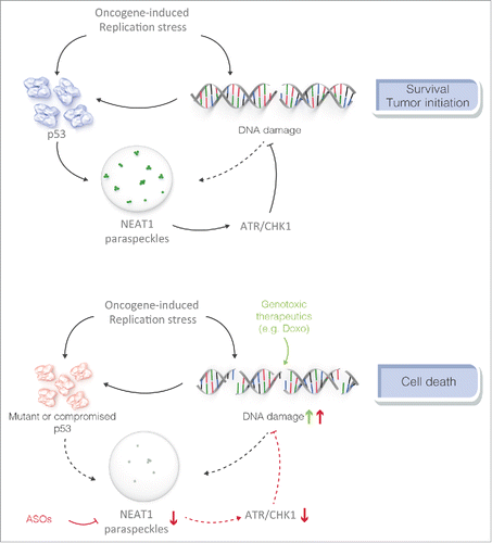 Figure 1. NEAT1 modulates DNA-damage response in cancer cells and their sensitivity to genotoxic agents and p53 reactivation therapy. NEAT1-PS and p53 are engaged into a negative feedback loop which attenuates oncogene-induced DNA-damage and p53 activation in pre-neoplastic cells. NEAT1 targeting is synthetic lethal with both genotoxic and p53 reactivating agents.