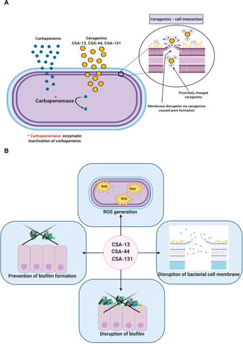 Figure 11 Mechanism of carbapenem resistance among bacteria belonging to Enterobacteriaceae family. Proposed mechanism of action which involves selective association with microbial membranes, mediated by ion pairing of positively charged CSAs with negatively charged microbial membranes (A). The pleiotropic activity of CSA-13, CSA-44, and CSA-131 (B). The figure was prepared using BioRender.