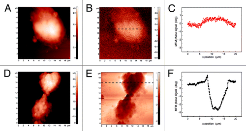 Figure 9. Topography (A), MFM phase image (B) and a MFM phase profile (C) of CCRF-CEM cells. Topography (D), MFM phase image (E) and a MFM phase profile (F) of CCRF-CEM cells incubated with Fe3O4@Cu@Au-LA-PLL-PEG-folic acid NPs.