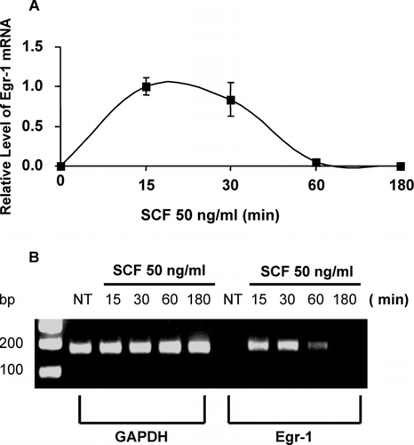 FIG. 1 Mast cells express Egr-1 in response to SCF stimulation. Mouse bone marrow–derived mast cells (BMMCs) were stimulated with stem cell factor (SCF, 50 ng/ml) for 15, 30, 60, or 180 min. RNA isolated from these cells was reverse transcribed into cDNA and analyzed for Egr-1 expression by real-time quantitative PCR. GAPDH was used as an internal control. Egr-1 expression was normalized to endogenous control GAPDH. The data are expressed as relative mRNA levels compared with the average expression level in BMMC treated with SCF for 15 min (= 1) since at this time point Egr showed highest expression level (A). The PCR products were separated by 2% agarose gel and stained with ethidium bromide (B). Untreated BMMCs (time 0) showed no Egr-1 expression, whereas SCF significantly induced Egr-1 expression. Error bars represent standard errors from three independent experiments.