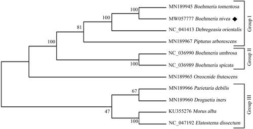 Figure 1. ML phylogenetic tree analysis of Boehmeria nivea and other representative Urticaceae species based on the complete chloroplast genome sequences. Numbers on the nodes are bootstrap values from 100 replicates. The GenBank accession numbers were listed before the species name.
