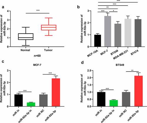 Figure 1. MiR-92a-3p is highly expressed in BC cells and tissues (a) Detection by qRT-PCR of relative miR-92a-3p expression in 60 adjacent normal tissues (normal) and 60 BC tissues (tumor). (b) Detection by qRT-PCR of relative miR-92a-3p expression in four kinds of BC cells (MCF-7, MDA-MB-231, BT549 and BT474) and normal breast epithelial cell line (MCF-10A). (c and d). MiR-92a-3p inhibitors (50 nM) or miR in (50 nM) and miR-92a-3p mimics (50 nM) or miR NC (50 nM) were transfected into MCF-7 or BT549 cells, respectively. And qRT-PCR was conducted to detect relative miR-92a-3p expression in MCF-7 and BT549 cells after the transfection