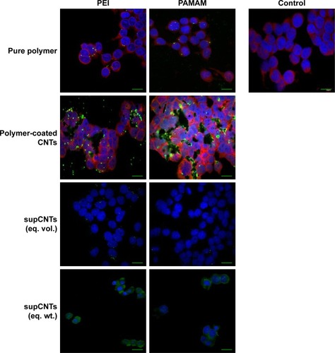 Figure 6 Fluorescence images of Hela cells after 24-h treatment transfected with pure polymers (PEI and PAMAM), polymer-coated CNTs and supernatants (supPEI-CNTs [vol] and supPEI-CNTs [wt]) complexed with FAM-mir-503 at 10:1 weight ratio.Note: Magnification 60×, scale bars represent 20 μm.Abbreviations: CNTs, carbon nanotubes; PAMAM, polyamidoamine dendrimer; PEI, polyethyleneimine; vol, volume; wt, weight.