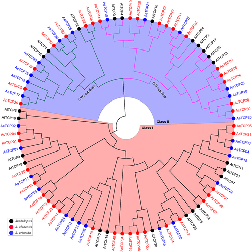 Figure 2. Phylogenetic tree of TCP proteins.