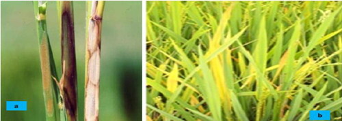 Figure 7. Symptoms of sheath blight (a) and rice yellow motile viruses (b) diseases in rice filed. Source: Zeleke et al. (Citation2019).