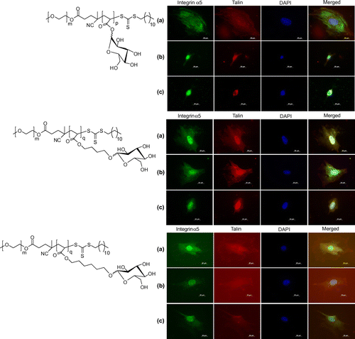 Figure 3. Fluorescent microscopy images of co-stained, integrin α5, talin and DAPI, and merged for assessing the expression of cytoskeleton protein at (a) 10 nM, (b) 10 μM, and (c) 100 μM concentrations of di-block copolymers.