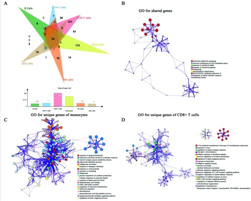 Figure 2. The results of DEGs and GO analysis (A) Venn diagram for DEGs of all cell subpopulations. The bar diagram showed the numbers of DEGs among different immune cells. (B-D) GO analysis was conducted for shared DEGs (B), unique DEGs of monocytes (C), and unique DEGs of CD8+ T cells (D). Nodes represented the enriched terms. Size of nodes corresponding to significant levels. The thickness of the line represented the numbers of shared genes between terms.