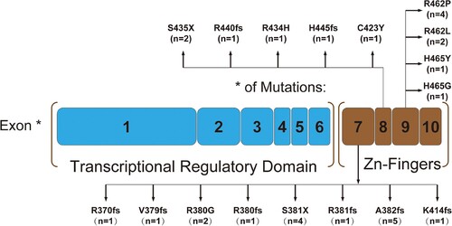 Figure 1. Schematic showing the locations of WT1 mutations found in CEBPA mutated AML. One patient had both the R380G and S381fs mutations.