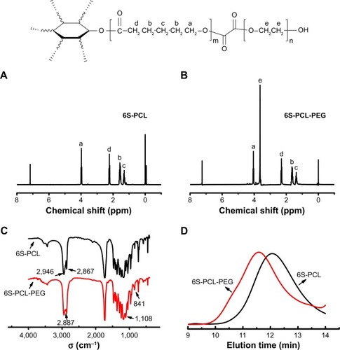 Figure 2 Synthesis and characterization of 6S-PCL and 6S-PCL-PEG. (A) 1H-NMR spectrum of 6S-PCL. (B) 1H-NMR spectrum of 6S-PCL-PEG. (C) FTIR spectrometry of 6S-PCL and 6S-PCL-PEG. (D) Molecular weights of 6S-PCL and 6S-PCL-PEG investigated by GPC.Notes: a, (δ=4.05 ppm); b, (δ=1.66 ppm); c, (δ=1.41 ppm); and d, (δ=2.31 ppm). Compared with the 6S-PCL spectrum, the high intensity of peak e (δ=3.62 ppm, −CH2 in PEG segments) in the 6S-PCL-PEG spectrum indicated the existence of PEG.Abbreviations: 6S-PCL, six-arm poly(ε-caprolactone); 6S-PCL-PEG, six-arm poly(ε-caprolactone)–poly(ethylene glycol); 1H-NMR, hydrogen-1 nuclear magnetic resonance; FTIR, Fourier-transform infrared; GPC, gel-permeation chromatography.