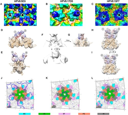 Figure 5. Binding interface and footprint of HPV6 nAbs. An asymmetric unit of the HPV6 PsV structure and crystal structure of a murine antibody (PDB accession code 3RKD) were fitted to the cryo-EM density map (gray mesh). Light and heavy chains of the Fab and the HPV6 L1 protein are coloured in blue, red and orange, respectively. (A, B, C) Zoomed-in view shows a pentavalent and the neighboring hexavalent capsomers, as indicated by the pentagon and hexagons, respectively. (A) The numbers denote the six different monomers of the icosahedral asymmetric unit on the map of the HPV6:5D3 complex. (D, E) A map of a pentamer with different Fabs was extracted and fitted using the structure of the HPV6 particle and crystal structure of Fab. (B) The numbers denote two different monomers of the pentavalent capsomer on the map of the HPV6:17D5 complex. (F) Close-up view of interface between the Fab and capsomer. (G) Density map was superimposed with the above-mentioned crystal structure. (C) The numbers denote five different monomers of the pentavalent capsomer on the map of the HPV6:15F7 complex. (H, I) The same density map was superimposed with the above-mentioned crystal structures. A stereographic projection was used to show the surface of the particles, where the polar angles θ and Φ represent latitude and longitude, respectively. (J, K, L) Footprints of three Fabs (5D3,17D5,15F7) displayed by deep blue contour lines. The BC, DE, EF, FG, and HI surface loops of the HPV6 L1 protein are shown in cyan, green, purple, salmon, and gray, respectively. The locations of the 2-fold and 3-fold icosahedral symmetry axes are indicated as black ovals and triangles.