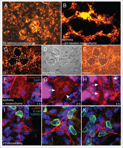 Figure 4. Epithelial cells appear to repel mesenchymal cells in co-culture. (A and B) DiI labeled mesenchymal cells begin to form 3-dimensional peaks and ridges following 18 h of co-culture. (C–E) DiI labeled mesenchyme was co-cultured with a reduced number of epithelia, allowing islands of epithelia to form within the co-cultures (dotted lines). Mesenchymal cells were excluded from these islands (C). (F–H) Epithelial cells stimulate mesenchymal cell elongation. Mesenchymal cells were cultured with reduced numbers of cells as in (C and D). Actin cytoskeleton was visualized using Alexa594-phalloidin. Nuclei were labeled with DAPI. Arrows indicate areas of apparent membrane retraction. (I–K) Orientation of alveolar Type II cells (E-cad positive, green) with mesenchymal cells (α-SMA positive, red) in newborn mouse lungs. Mesenchymal cell membrane processes extend between Type II cells, suggesting possible epithelial-mesenchymal cell repulsion.