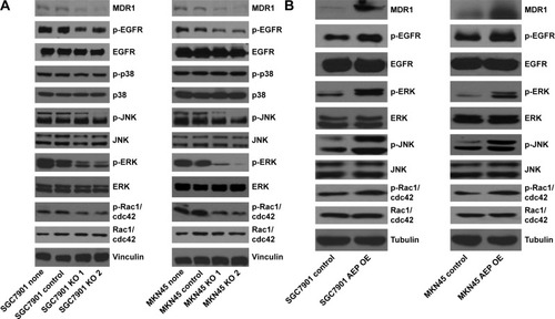 Figure 6 AEP and MDR1 were decreased at mRNA level when AEP was knocked out, both in SGC7901 (A) and MKN45 (B) gastric cancer cell lines.