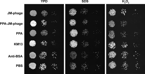 Figure 6 PPA-JM-phage affected the resistance of Candida albicans cells to H2O2 and SDS.Notes: Treated cells (100 μL) were spread on YPD solid medium supplemented with or without H2O2 and SDS, and triplicate of spots performed by tenfold serial dilution in sterile PBS. Plates were incubated at 37°C overnight.Abbreviations: PPA, pheophorbide A; SDS, sodium dodecyl sulfate; YPD, yeast extract–peptone–dextrose.