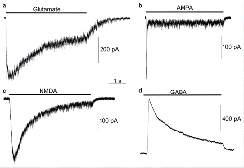 Figure 7. Electrophysiological recordings of iPSC-derived neurons. Example traces of whole-cell voltage-clamp recordings from HFF1-S cells in response to application of the indicated agonists. Currents were recorded in a Mg+-free extracellular solution at a holding potential of −85 mV (a–c) or 15 mV (d) during approximately 5 s applications (indicated by horizontal bar above each trace) of 100 μM glutamate + 100 μM glycine (a, peak current −494.3 pA), 100 μM AMPA (b, peak current = −261.8 pA), 100 μM NMDA + 100 μM glycine (c, peak current = −324.4 pA), or 1 mM GABA (d, peak current = 851.8 pA).
