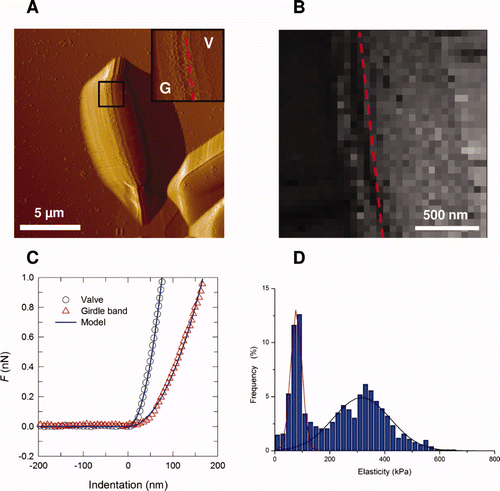 Figure 4. Mechanical properties of the ovoid girdle (G)/valve (V) interface of Phaeodactylum tricornutum diatom. (A) Deflection image (dashed line indicates the interface); (B) elasticity maps (z-range = 1000 kPa) corresponding to the inset image in (A); (C) typical force-indentation curve; (D) distribution of elasticity values (n = 1024 force curves). Reproduced with permission from Francius et al. (2008a).