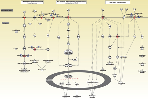 Figure 5 Diagram showing the IL-8 signaling pathway and upregulated genes involved in the pathway.