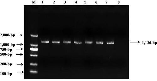 Figure 3. PCR amplification of mt-tRNAThr gene in control subjects, arrow indicates the PCR product, which is 1,126-bp.