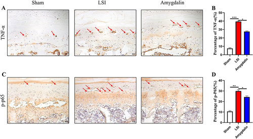 Figure 6 AMD repressed LSI-induced activation of NF-κB signaling in endplate chondrocytes. (A and B) The representative images of immunohistochemical staining and quantifications of TNF-α in the caudal L4–L5 endplate at 12 weeks. Red arrows indicated positive cells. (C and D) The representative images of immunohistochemical staining and quantifications of phosphorylated-P65 in the caudal L4–L5 endplate at 12 weeks. Red arrows indicated positive cells. Data were presented as means ± S.D. *P < 0.05; **P < 0.01; ***P < 0.001, n ≥ 4 in each group.