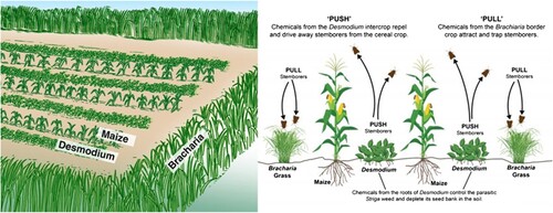 Figure 1. Climate-smart push-pull technology mechanisms for suppressing Striga weed and stemborer pest (ICIPE, Citation2022).