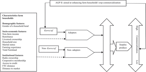 Figure 2. Korra tef adoption and farm households’ commercialization.