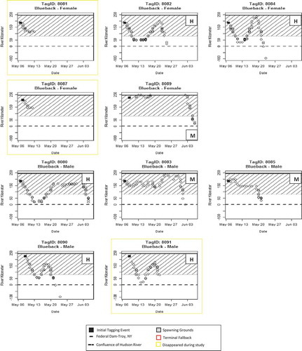 FIGURE 5. Detections at river kilometers (rkm) plotted over time for Blueback Herring per tag identification number (ID) and sex. Posttagging behavior metrics for each individual are described as either H = Hesitant, M = Motivated, or S = Spawning. Detections below rkm 0 are from receivers deployed in New York Harbor and along the south shore of Long Island. Posttagging behaviors for tags 8081 and 8087 were unable to be classified due to disappearance during the study. No Blueback Herring exhibited terminal fallback.