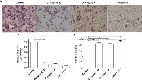 Figure 3 Compound 4 or 13 inhibited the in vitro invasion of MDA-MB-231 cells.Notes: MDA-MB-231 cells were treated with IC50 of compound 4, compound 13, or adriamycin for 24 hours. Then, the cells were harvested for transwell experiments to reveal the in vitro invasion of MDA-MB-231 cells. Results are shown as follows: (A) photographs, (B) relative invasion number, or (C) inhibition rate of compound 4, compound 13, or adriamycin on MDA-MB-231’s in vitro invasion. *P<0.05.