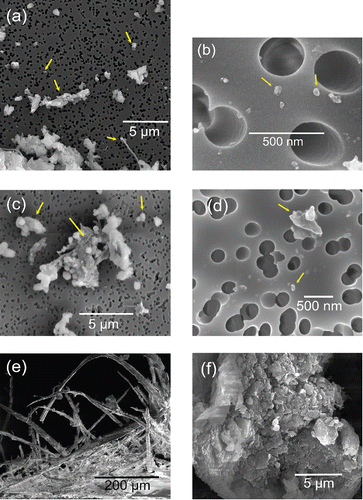 Figure 7. SEM images: (a) and (b) airborne particles released from regular paper; (c) and (d) airborne particles released from coated paper; (e) side view of shredded coated paper piece; (f) top view of shredded coated paper piece. Representative particles are marked with arrows.
