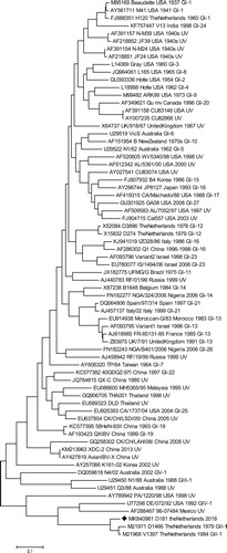 Figure 1. Molecular phylogenetic analysis of strain D181 (♦) and IBV prototype strains by Maximum Likelihood method. Phylogenetic analysis with 100 bootstrap iterations was used to demonstrate phylogenetic relatedness.