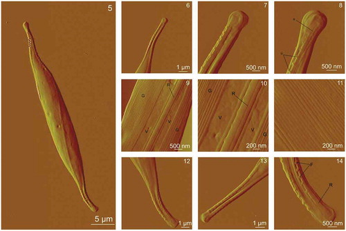 Figs 5–14. AFM images of a whole Cylindrotheca closterium cell and its morphological details acquired using contact mode in air. Fig. 5. The whole C. closterium cell. Figs 6–8. Enlarged upper rostra of the cell with raphe and fibulae. Figs. 9–11. The enlarged centre of the cell where girdle band, valve and raphe are seen in more detail. Figs. 12–14. Enlarged lower rostra of the cell. All images are deflection data with scan sizes: 45 μm × 25 μm (Fig. 5); 8.5 μm × 8.5 μm (Fig. 6); 5 μm × 5 μm (Fig. 7); 4 μm × 4 μm (Fig. 8); 4.5 μm × 4.5 μm (Fig. 9); 2 μm × 2 μm (Fig. 10); 2 μm × 2 μm (Fig. 11); 8.5 μm × 8.5 μm (Fig. 12); 8 μm × 8 μm (Fig. 13); 4 μm × 4 μm (Fig. 14). Labels V, G, R and F indicate the following features: valve, girdle band, raphe and fibulae