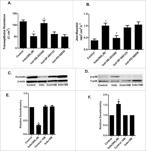 Figure 6. Effect of MAPK inhibition on indomethacin-induced alterations in gastric barrier function. (A) The gastric mucosa from wild type C57/BL-6 mice (n = 6) was mounted on Ussing chambers. Indomethacin (500 µM) reduced the TER significantly (*p < 0.05, compared to control cells, #p < 0.05 compared to Indo+SB) while pretreatment with p38 MAPK and JNK inhibitors prevented the drop in TER caused by indomethacin. (B). In the Ussing chamber experiments, as in A, indomethacin caused a significant increase in paracellular permeability of mannitol in the gastric mucosa compared to untreated tissues (*p < 0.05, compared to control cells, #p < 0.05 compared to Indo+SB). In the gastric mucosa pretreated with p38 MAPK and JNK inhibitors, the mannitol permeability of indomethacin-treated tissues was comparable to that of control gastric mucosa. (C) Gastric tissues from Ussing chamber experiments were collected and subjected to western analyses. Indomethacin exposure for 90-minutes caused reductions in expression of occludin. (D) Western analysis of gastric tissues collected as in C showed an increase in the expression of phosphorylated p39 MAPK in the presence of indomethacin alone, which was markedly reduced by additional treatment with the p38 MAPK inhibitor SB-203580. (E) Relative densitometry of the n = 6 tissues western blotted for occludin expression (representative blot shown in C). Note the significant reduction in occludin expression caused by treatment with indomethacin (500 μM), which was restored by pre-treatment with the p38 MAPK inhibitor SB-203580 (*p < 0.05 vs. all other treatment groups). (F) Relative densitometry of the n = 6 tissues protein gel blotted for p38MAPK expression (representative blot shown in D). Note the significant increase in phosphorylated p38 MAPK in the presence of indomethacin (500 μM), which was reduced by pre-treatment with the p38 MAPK inhibitor (*p < 0.05 vs. all other treatment groups).