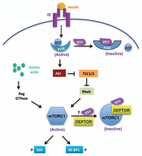 Figure 1 Mechanisms by which RSV inhibits insulin and amino acid-induced mTOR activation. (1) RSV binds to the ATP-binding site of the p110 subunit of PI3K and competitively inhibits the binding of ATP to the enzyme, leading to suppression of mTOR activity and downstream signaling. (2) RSV promotes the interaction between mTOR and its inhibitor DEPTOR, resulting in an inhibition of mTOR signaling.