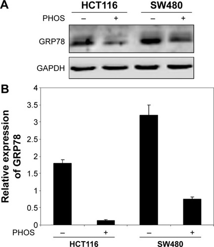 Figure 7 Potassium-3-beta-hydroxy-20-oxopregn-5-en-17-alpha-yl sulfate (PHOS) significantly inhibited the expression of enhanced 78 kDa glucose-regulated protein (GRP78).