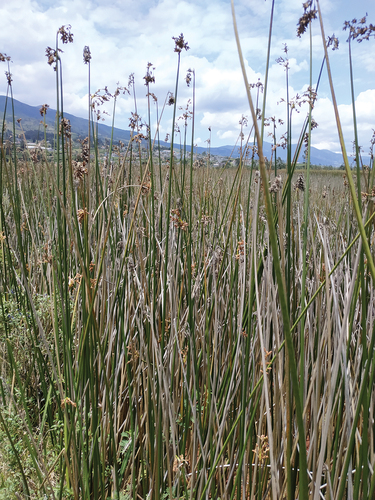Figure 1. Totora plants in the paccha lagoon in the Andean region of Ecuador.