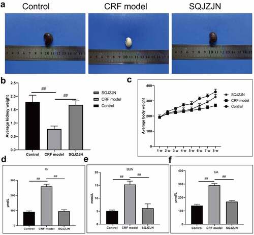 Figure 1. SQJZJN effectively improved CRF symptoms. A-B, Appearance and average weight of rat kidneys in the normal control, model, and SQJZJN treatment groups from left to right. C, Weight of the rats. D, Content of Cr. E, Content of BUN. F, Content of UA. ##, p < 0.01